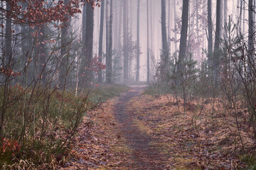 leśna ścieżka ,mgła  © Marcin Łazarczyk