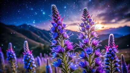 Obraz premium Night Bloom: Viper's Bugloss in Queenstown, New Zealand's Starry Sky