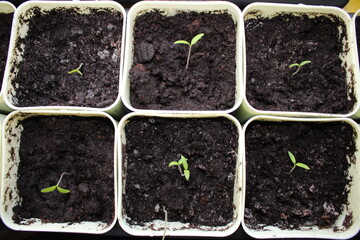 small sprout of a plant in a yellow pot