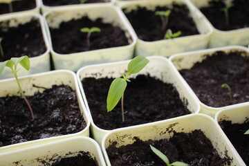 small sprout of a plant in a yellow pot
