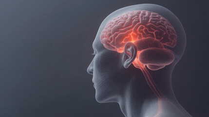 Visualization of a human brain highlighting neural activity and structure in a scientific illustration