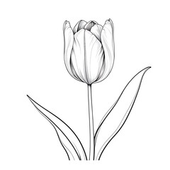 white tulip on white background