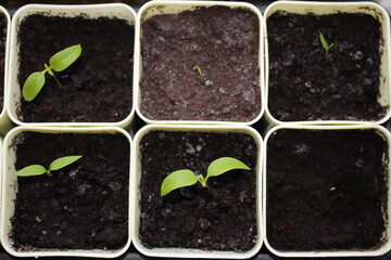 small sprout of a plant in a yellow pot