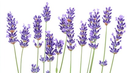 Naklejka premium Lavender Flower Stems on White Background Fresh Purple Blossom