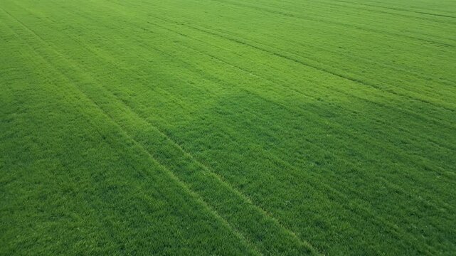 Aerial view of a vibrant green agricultural field with young crops, showing parallel lines and rich texture of cultivated land in spring