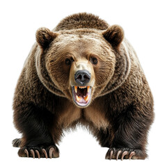 Obraz premium Angry Grizzly Bear Isolated on Transparent Background PNG