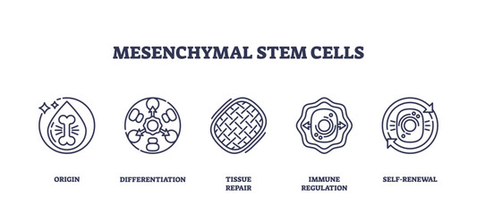 Mesenchymal stem cells are depicted with icons for origin, differentiation, and tissue repair. Outline icons set. © VectorMine
