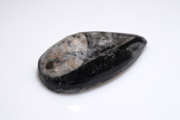 Polished Fossil Trilobite Specimen with Detailed Preservation on White Background