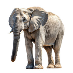 Obraz premium Big elephant standing isolated on white background.