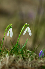 Snowdrop flower blooming in spring