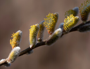closeup of willow catkins in spring