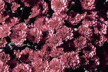 Background with beautiful autumn flowers asters