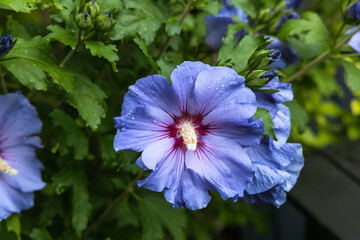 Beautiful hibiscus bush with blue flowers in the garden © Kassandra