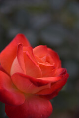 달콤한 장미의 컬러