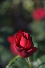 붉은 장미꽃봉우리