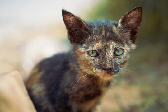 A young tortoiseshell kitten with green eyes gazes curiously in an outdoor setting.