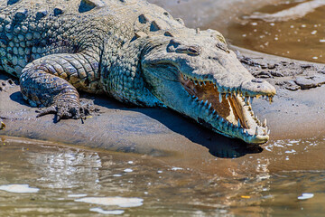 A close up view from the water of a crocodile approaching the River Tarcoles in Costa Rica in early springtime