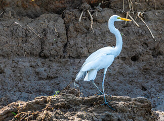 A view of a white Egret on the banks of the River Tarcoles in Costa Rica in early springtime
