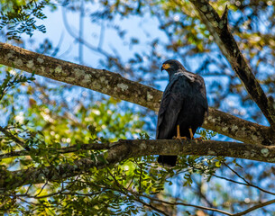 A view of a Black Hawk above the banks of the River Tarcoles in Costa Rica in early springtime
