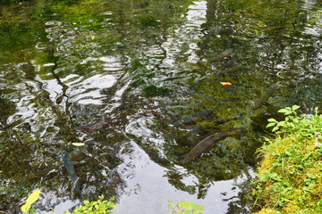 日光　さかなと森の観察園 マスや魚の水産研究所　コピースペースあり（日本栃木県日光市）Nikko Fish and Forest Observation Garden, Trout and Fish Fisheries Research Institute, Copy space available (Nikko, Tochigi Prefecture, Japan)