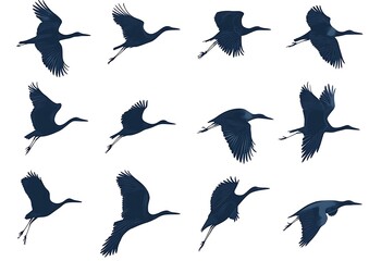Fototapeta premium Birds in flight, silhouette, various angles