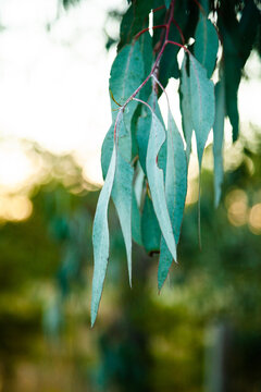 Vertical image of long silver blue gum leaves after sunset