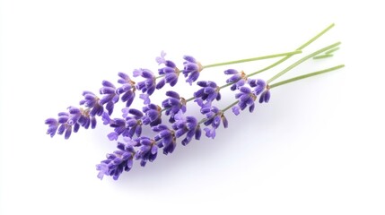 Fototapeta premium Lavender Sprigs on White Background for Floral Design Elements
