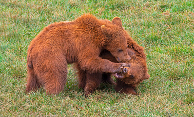 Grizzly bear battle, strength and nature in action