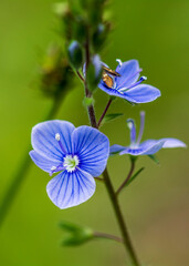 veronica chamaedrys, germander speedwell, bird's -eye speedwell