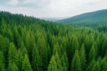 Obraz premium Expansive view of lush green coniferous forests under cloudy sky