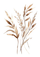 Fototapeta premium Watercolor dried plant clipart, in shades of brown and beige, on a white background, in a minimalist style, png
