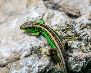 Green lizard 