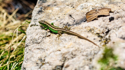 Green lizard 