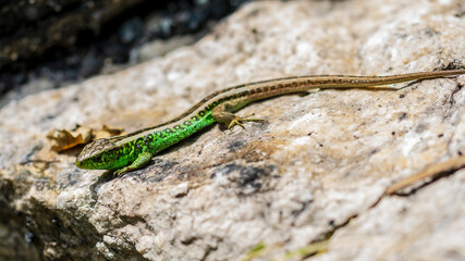 Green lizard 