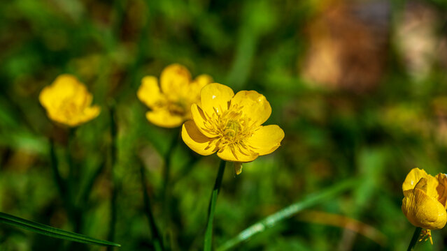 piciorul-cocoșului bulbos (Ranunculus bulbosus)