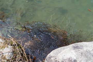 Frog eggs are floating near the edge of the pond