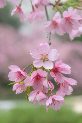 pink cherry blossom