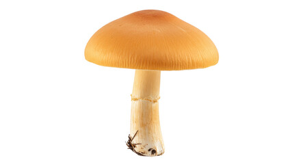 Isolated Orange Mushroom