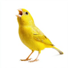 Singing Yellow Bird Closeup