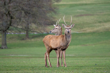 A two headed stag  (or two stags together)