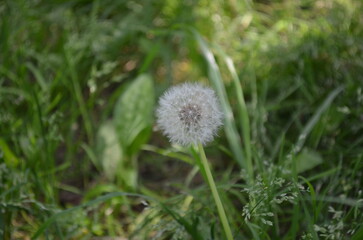 This photo captures a close-up of a delicate dandelion seed head standing tall against a lush, green, and slightly blurred natural background. 