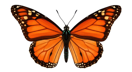 Isolated Monarch Butterfly