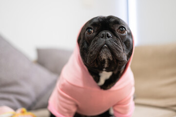 cute dog in hoodie staring forward on living room couch