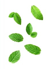Fototapeta premium falling mint leaves isolated on white background
