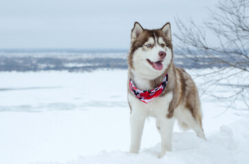 Husky standing on snowy terrain, adorned with red bandana. Overcast sky and vast snowfield create serene yet dynamic backdrop, emphasizing dogs energy and alertness