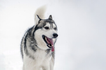 Energetic siberian husky strides through snowy expanse, tongue lolling playfully. Dense white...