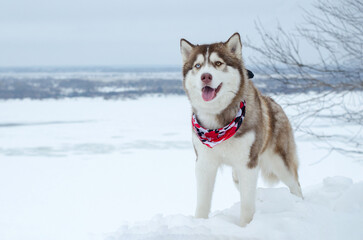 Husky standing on snowy terrain, adorned with red bandana. Overcast sky and vast snowfield create serene yet dynamic backdrop, emphasizing dogs energy and alertness