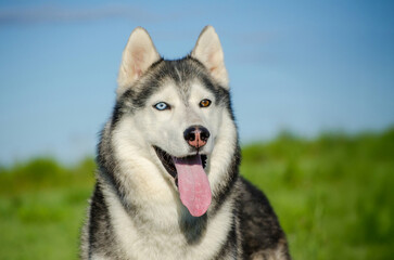 Siberian husky sits in vibrant green field under bright blue sky. Distinctive heterochromia highlights one blue eye, one brown. Anticipation and excitement radiate from posture