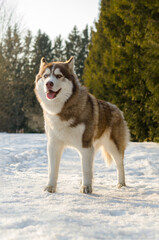 Brown and white siberian husky stands confidently on snowy path, surrounded by trees. Soft sunlight illuminates fur, casting gentle shadows on snow-covered ground, highlighting dogs vibrant expression