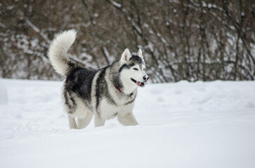 Energetic siberian husky stands in snow, surrounded by trees. Overcast sky and winter wonderland create serene ambiance. Joyful pose reflects love for cold environment